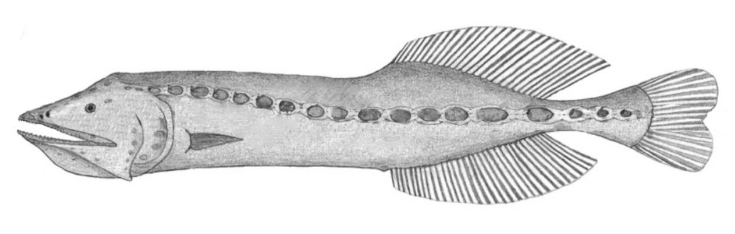 Cetostoma regani_01.jpg